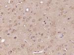 DNASE1L2 Antibody in Immunohistochemistry (Paraffin) (IHC (P))