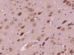 DND1 Antibody in Immunohistochemistry (Paraffin) (IHC (P))