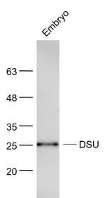 DSU Antibody in Western Blot (WB)