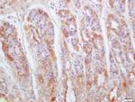 Gastrokine 1 Antibody in Immunohistochemistry (Paraffin) (IHC (P))