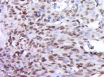 DUX4L9 Antibody in Immunohistochemistry (Paraffin) (IHC (P))