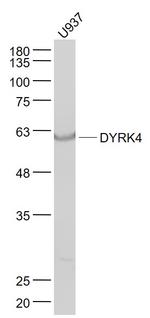 DYRK4 Antibody in Western Blot (WB)