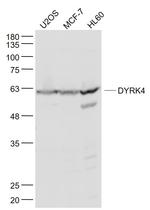 DYRK4 Antibody in Western Blot (WB)