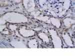 HIF2 alpha Antibody in Immunohistochemistry (Paraffin) (IHC (P))