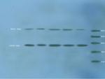HIF2 alpha Antibody in Western Blot (WB)