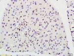 Prohibitin Antibody in Immunohistochemistry (Paraffin) (IHC (P))