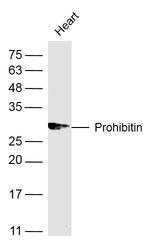 Prohibitin Antibody in Western Blot (WB)
