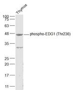 Phospho-EDG1 (Thr236) Antibody in Western Blot (WB)
