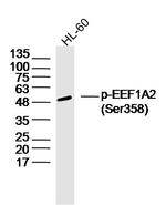 Phospho-EEF1A2 (Ser358) Antibody in Western Blot (WB)