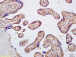PAFAH Antibody in Immunohistochemistry (Paraffin) (IHC (P))