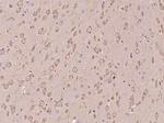PAFAH Antibody in Immunohistochemistry (Paraffin) (IHC (P))