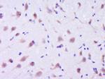 EFR3B Antibody in Immunohistochemistry (Paraffin) (IHC (P))