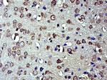 EFR3B Antibody in Immunohistochemistry (Paraffin) (IHC (P))