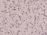 Phospho-EIF2S1 (Ser49) Antibody in Immunohistochemistry (Paraffin) (IHC (P))