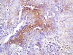 eIF4H Antibody in Immunohistochemistry (Paraffin) (IHC (P))