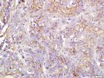 eIF4H Antibody in Immunohistochemistry (Paraffin) (IHC (P))