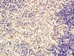 eIF4ENIF1 Antibody in Immunohistochemistry (Paraffin) (IHC (P))