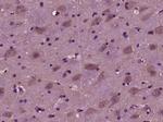 EMID1 Antibody in Immunohistochemistry (Paraffin) (IHC (P))