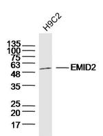 EMID2 Antibody in Western Blot (WB)