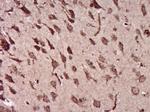 Ermin Antibody in Immunohistochemistry (Paraffin) (IHC (P))