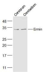 Ermin Antibody in Western Blot (WB)