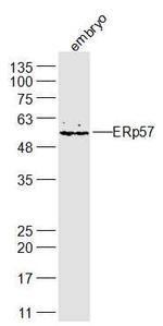 ERp57 Antibody in Western Blot (WB)