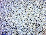 EXD2 Antibody in Immunohistochemistry (Paraffin) (IHC (P))