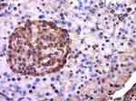 EXOC3L2 Antibody in Immunohistochemistry (Paraffin) (IHC (P))