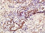 CD361 Antibody in Immunohistochemistry (Paraffin) (IHC (P))