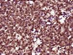 FAM118B Antibody in Immunohistochemistry (Paraffin) (IHC (P))