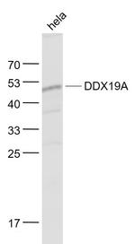 DDX19A/B Antibody in Western Blot (WB)