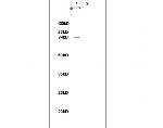Annexin VI Antibody in Western Blot (WB)