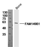 FAM149B1 Antibody in Western Blot (WB)