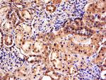 FAM171A1 Antibody in Immunohistochemistry (Paraffin) (IHC (P))