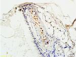 PAFR Antibody in Immunohistochemistry (Paraffin) (IHC (P))