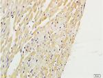 PAFR Antibody in Immunohistochemistry (Paraffin) (IHC (P))