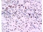 PAFR Antibody in Immunohistochemistry (Paraffin) (IHC (P))
