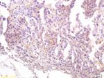 CD22/BLCAM Antibody in Immunohistochemistry (Paraffin) (IHC (P))