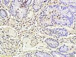 CD177/NB1 Antibody in Immunohistochemistry (Paraffin) (IHC (P))