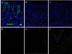 Occludin Antibody in Immunohistochemistry (Paraffin) (IHC (P))