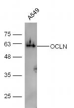 Occludin Antibody in Western Blot (WB)