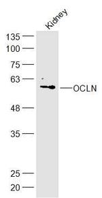 Occludin Antibody in Western Blot (WB)