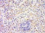 FAM3D Antibody in Immunohistochemistry (Paraffin) (IHC (P))