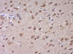 SUMO 1 Antibody in Immunohistochemistry (Paraffin) (IHC (P))