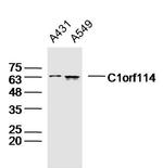 C1orf114 Antibody in Western Blot (WB)
