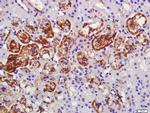 C1orf173 Antibody in Immunohistochemistry (Paraffin) (IHC (P))