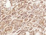C1orf200 Antibody in Immunohistochemistry (Paraffin) (IHC (P))