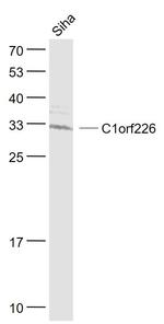 C1orf226 Antibody in Western Blot (WB)