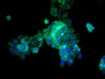 Cathepsin L Antibody in Immunocytochemistry (ICC/IF)