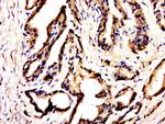 C20orf173 Antibody in Immunohistochemistry (Paraffin) (IHC (P))